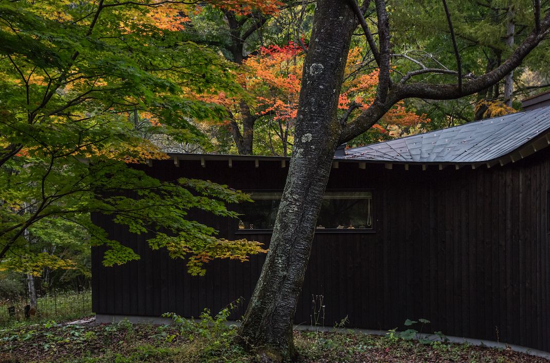 Nữ nghệ sĩ 65 tuổi bỏ phố vào rừng xây biệt thự, dựng Nữ nghệ sĩ 65 tuổi bỏ phố vào rừng xây biệt thự, dựng