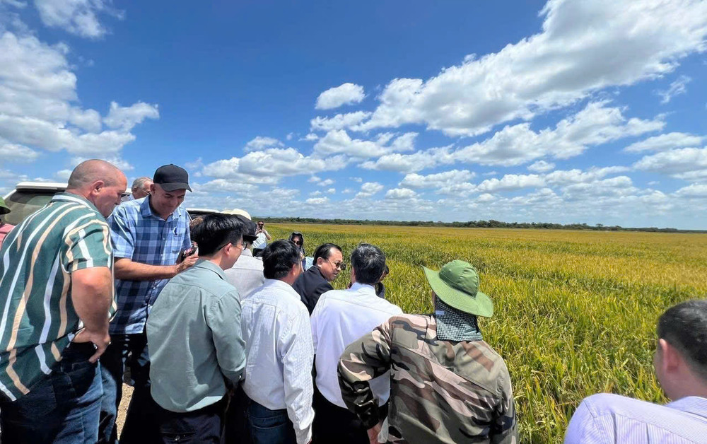 “Bí mật” tại Cuba giúp giống lúa Việt Nam "gây bão": Khiến giới nông nghiệp Cuba ngỡ ngàng- Ảnh 1. “Bí mật” tại Cuba giúp giống lúa Việt Nam "gây bão": Khiến giới nông nghiệp Cuba ngỡ ngàng- Ảnh 1.