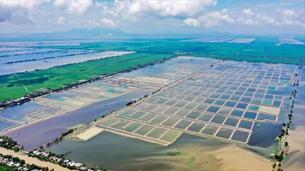 Trung Quốc ‘tê liệt’ mảng xuất khẩu cá rô phi sang Mỹ, ‘Vua cá tra’ Việt Nam nhảy vào nhanh chóng kiếm hơn 1.000 tỷ- Ảnh 3. Trung Quốc ‘tê liệt’ mảng xuất khẩu cá rô phi sang Mỹ, ‘Vua cá tra’ Việt Nam nhảy vào nhanh chóng kiếm hơn 1.000 tỷ- Ảnh 3.