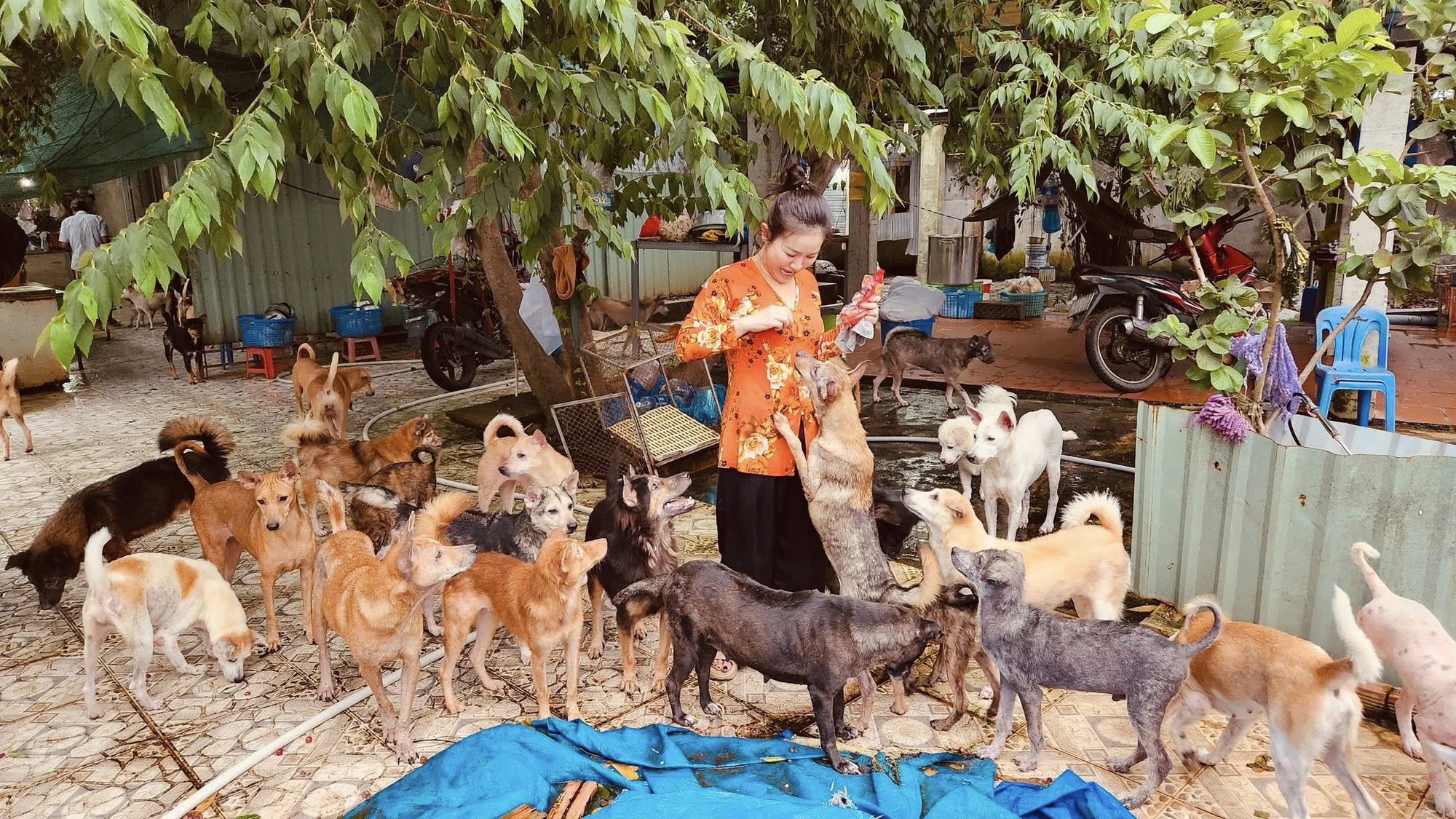 Nữ nghệ sĩ sở hữu biệt thự 30 tỷ ở Đà Lạt, chọn sống độc thân tới già, nuôi hơn 400 con chó hoang- Ảnh 7. Nữ nghệ sĩ sở hữu biệt thự 30 tỷ ở Đà Lạt, chọn sống độc thân tới già, nuôi hơn 400 con chó hoang- Ảnh 7.