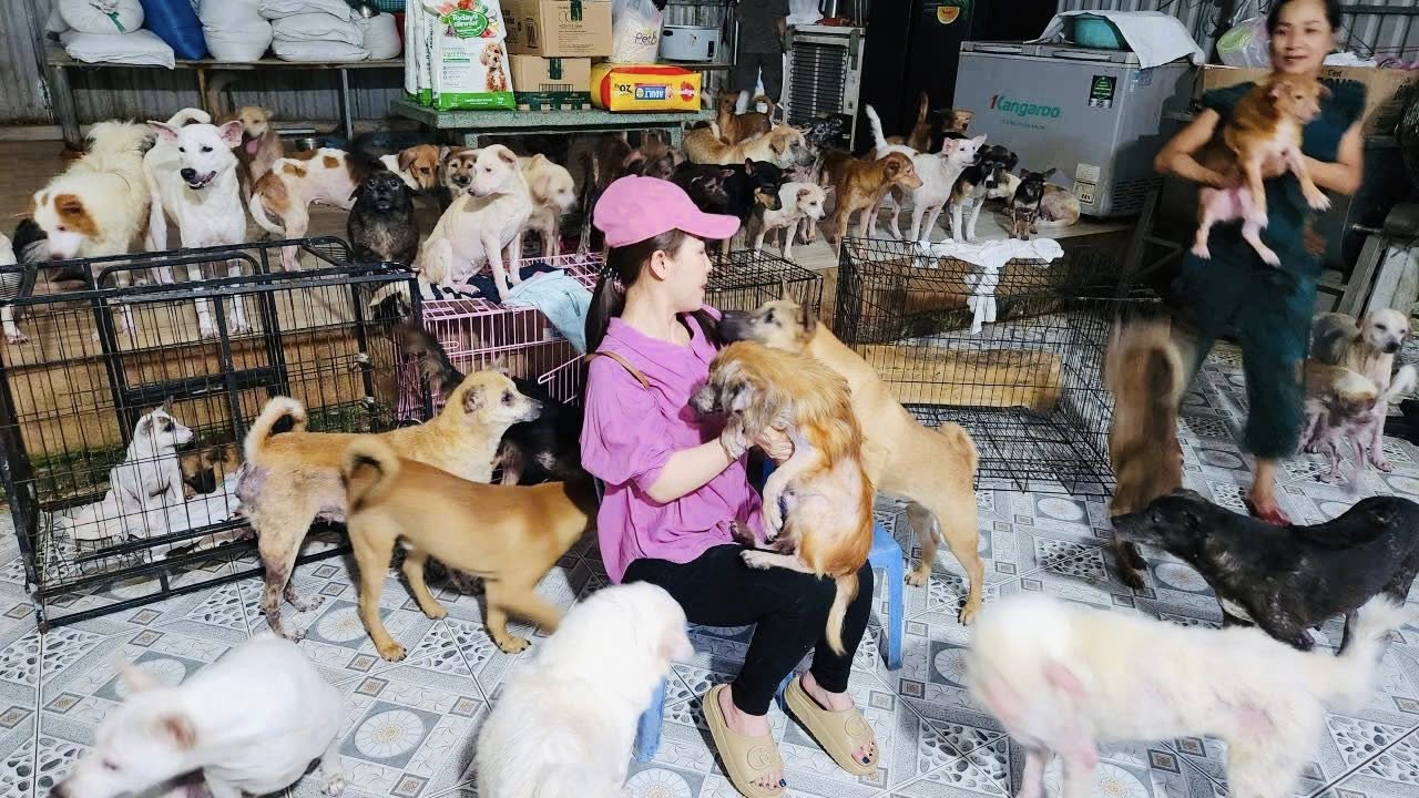 Nữ nghệ sĩ sở hữu biệt thự 30 tỷ ở Đà Lạt, chọn sống độc thân tới già, nuôi hơn 400 con chó hoang- Ảnh 8. Nữ nghệ sĩ sở hữu biệt thự 30 tỷ ở Đà Lạt, chọn sống độc thân tới già, nuôi hơn 400 con chó hoang- Ảnh 8.