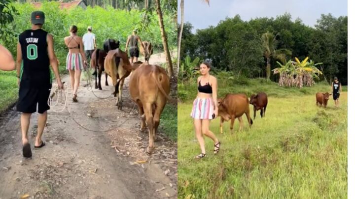 Clip du khách Tây mỗi người chăn một con bò khiến dân mạng thích thú- Ảnh 1.