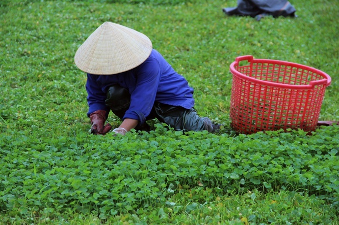 Rau dại mọc bờ ruộng nay thành cây “hái…