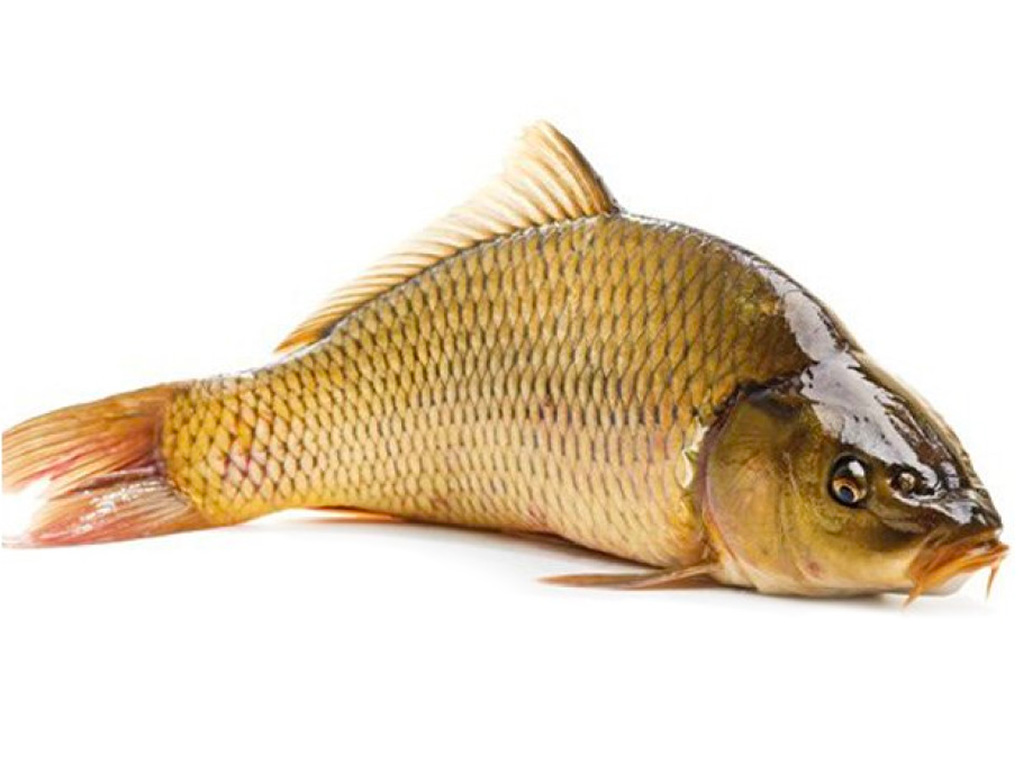 Loại cá được ví là "linh dược" cho đàn ông, nhiều protein hơn hẳn cá hồi nhưng giá chỉ bằng 1/8- Ảnh 2. Loại cá được ví là "linh dược" cho đàn ông, nhiều protein hơn hẳn cá hồi nhưng giá chỉ bằng 1/8- Ảnh 2.