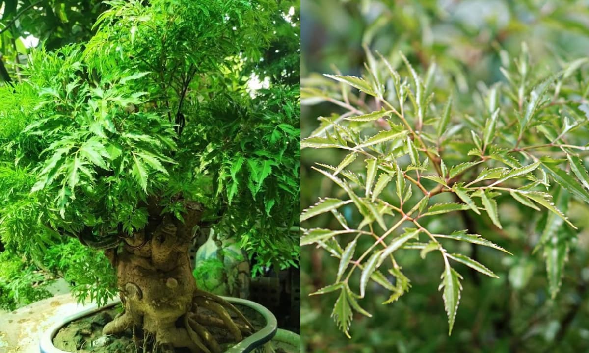 Loại cây hút tài lộc, xua đuổi khí xấu: Nhiều người trồng trong nhà mà không biết nó bổ như sâm- Ảnh 2.