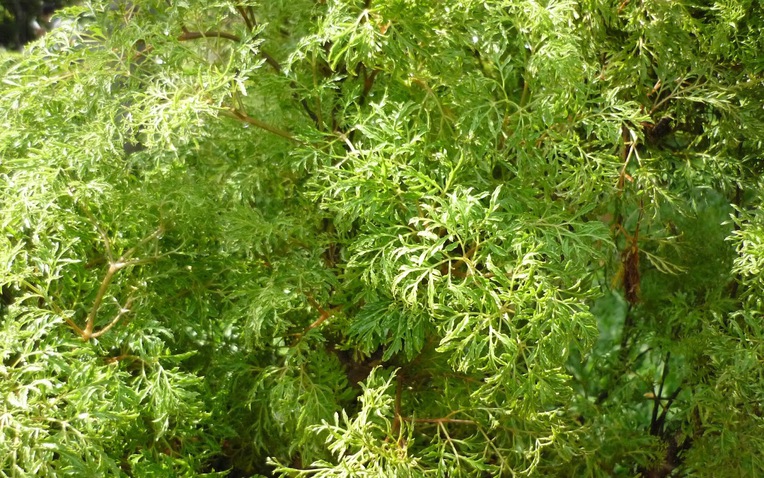 Trong phong thủy, cây đinh lăng có ý nghĩa trấn giữ và hút tài lộc, xua đuổi khí xấu (Ảnh minh họa).