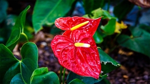 Những cây phong thủy hợp với người tuổi Ngọ- Ảnh 4.