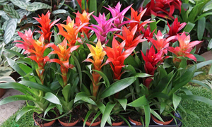 Những cây phong thủy hợp với người tuổi Ngọ- Ảnh 6.