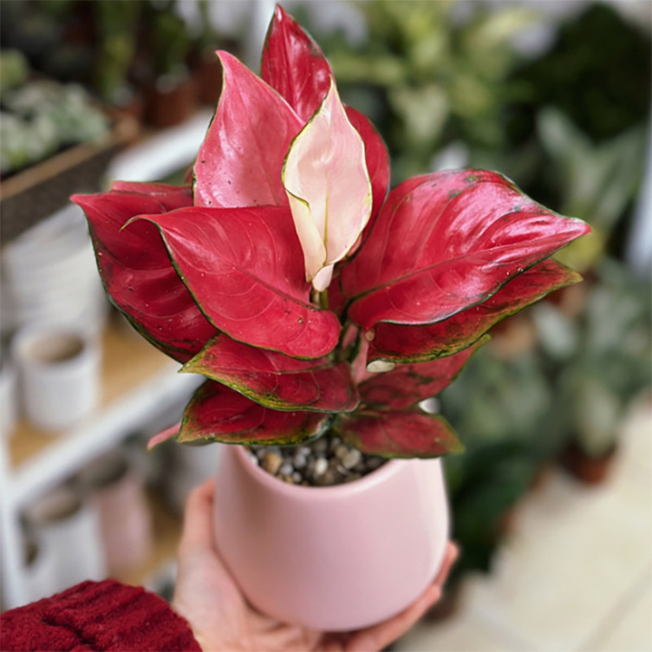 Những cây phong thủy hợp với người tuổi Ngọ- Ảnh 2.