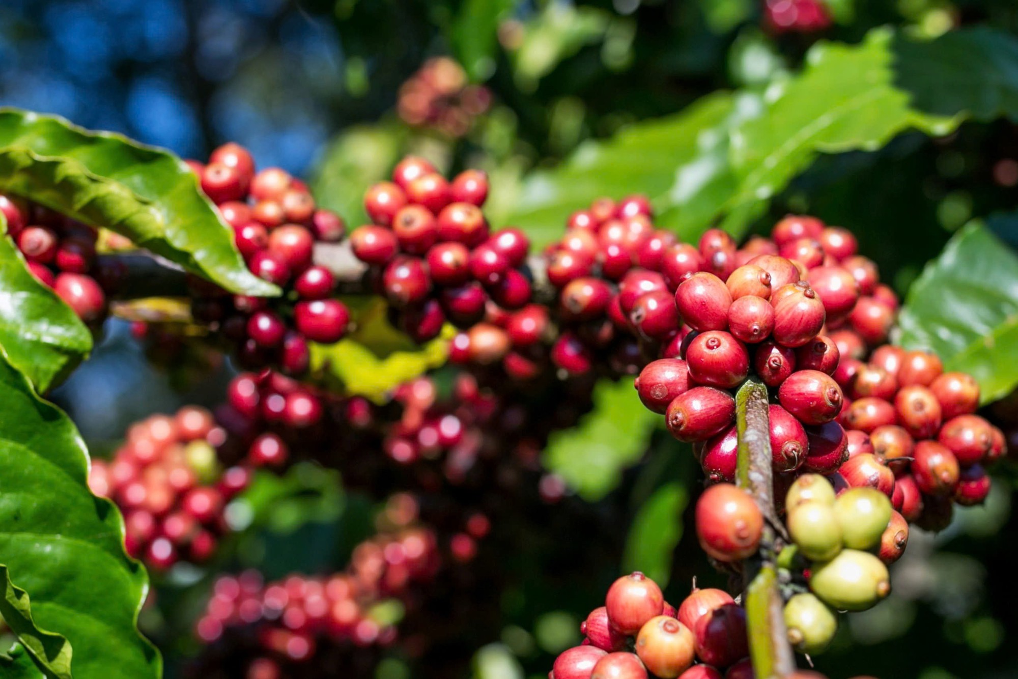 Giá cà phê hôm nay 3-10: Giảm, bức tranh thu hoạch Robusta toàn cầu ra sao?- Ảnh 1.