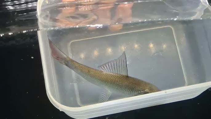 Trong lòng sông Nam Bộ ẩn giấu ‘kho báu’: Loài cá có thể "bay", đang dần cạn kiệt- Ảnh 1. Trong lòng sông Nam Bộ ẩn giấu ‘kho báu’: Loài cá có thể "bay", đang dần cạn kiệt- Ảnh 1.