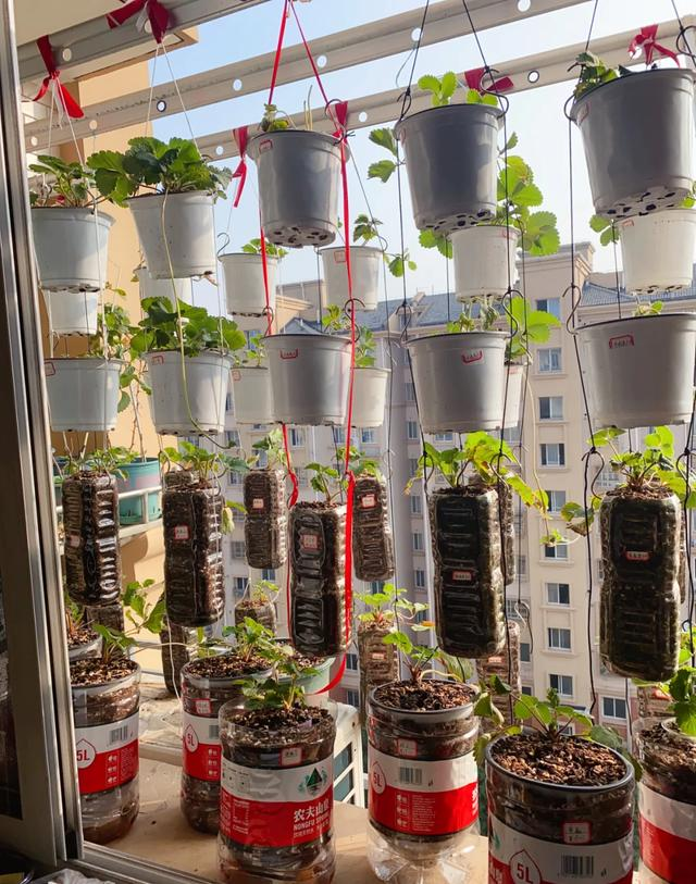 Ban công nhỏ đỏ rực dâu tây như đèn lồng Tết: Người phụ nữ 58 tuổi trồng kiểu gì mà ai cũng xin bí quyết?- Ảnh 3. Ban công nhỏ đỏ rực dâu tây như đèn lồng Tết: Người phụ nữ 58 tuổi trồng kiểu gì mà ai cũng xin bí quyết?- Ảnh 3.