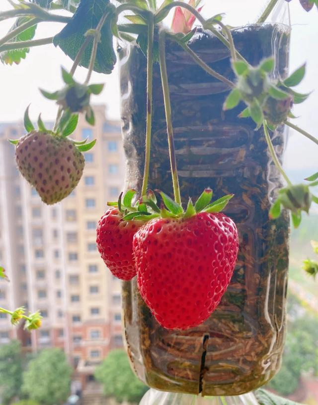 Ban công nhỏ đỏ rực dâu tây như đèn lồng Tết: Người phụ nữ 58 tuổi trồng kiểu gì mà ai cũng xin bí quyết?- Ảnh 2. Ban công nhỏ đỏ rực dâu tây như đèn lồng Tết: Người phụ nữ 58 tuổi trồng kiểu gì mà ai cũng xin bí quyết?- Ảnh 2.