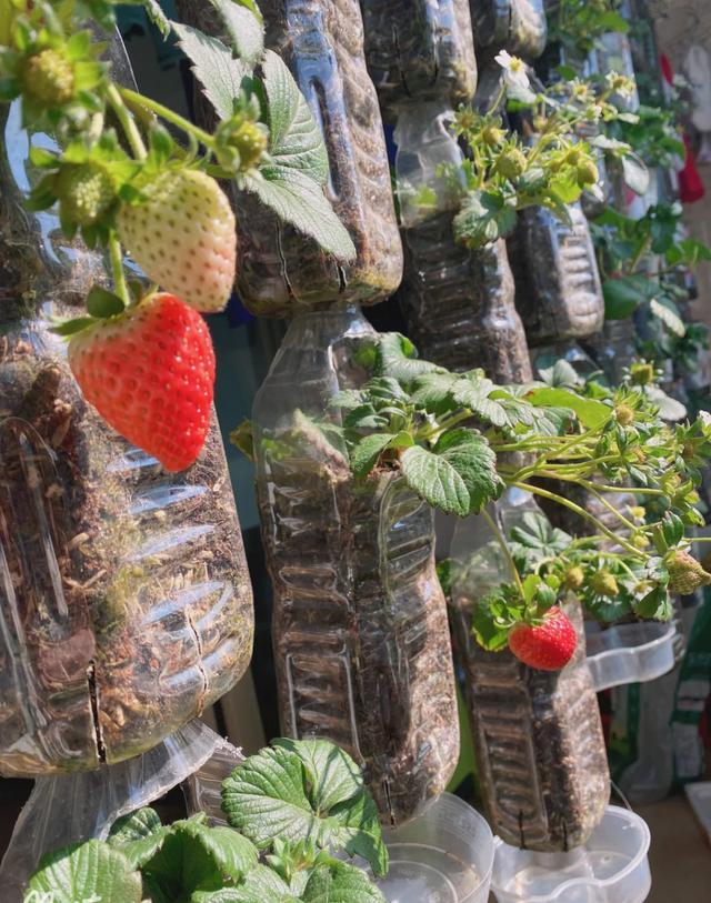 Ban công nhỏ đỏ rực dâu tây như đèn lồng Tết: Người phụ nữ 58 tuổi trồng kiểu gì mà ai cũng xin bí quyết?- Ảnh 6. Ban công nhỏ đỏ rực dâu tây như đèn lồng Tết: Người phụ nữ 58 tuổi trồng kiểu gì mà ai cũng xin bí quyết?- Ảnh 6.