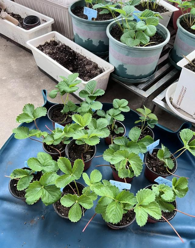 Ban công nhỏ đỏ rực dâu tây như đèn lồng Tết: Người phụ nữ 58 tuổi trồng kiểu gì mà ai cũng xin bí quyết?- Ảnh 5. Ban công nhỏ đỏ rực dâu tây như đèn lồng Tết: Người phụ nữ 58 tuổi trồng kiểu gì mà ai cũng xin bí quyết?- Ảnh 5.