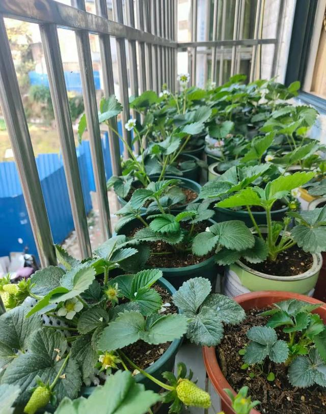 Ban công nhỏ đỏ rực dâu tây như đèn lồng Tết: Người phụ nữ 58 tuổi trồng kiểu gì mà ai cũng xin bí quyết?- Ảnh 4. Ban công nhỏ đỏ rực dâu tây như đèn lồng Tết: Người phụ nữ 58 tuổi trồng kiểu gì mà ai cũng xin bí quyết?- Ảnh 4.