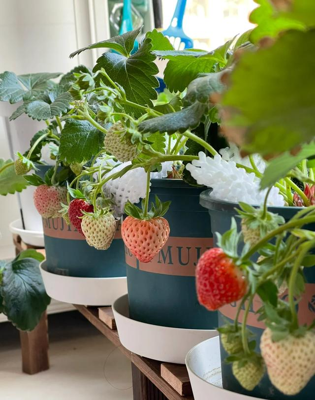 Ban công nhỏ đỏ rực dâu tây như đèn lồng Tết: Người phụ nữ 58 tuổi trồng kiểu gì mà ai cũng xin bí quyết?- Ảnh 8. Ban công nhỏ đỏ rực dâu tây như đèn lồng Tết: Người phụ nữ 58 tuổi trồng kiểu gì mà ai cũng xin bí quyết?- Ảnh 8.