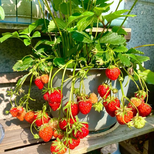 Ban công nhỏ đỏ rực dâu tây như đèn lồng Tết: Người phụ nữ 58 tuổi trồng kiểu gì mà ai cũng xin bí quyết?- Ảnh 7. Ban công nhỏ đỏ rực dâu tây như đèn lồng Tết: Người phụ nữ 58 tuổi trồng kiểu gì mà ai cũng xin bí quyết?- Ảnh 7.