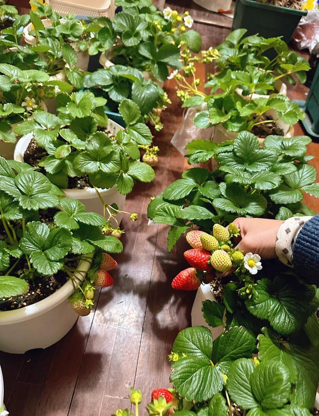 Ban công nhỏ đỏ rực dâu tây như đèn lồng Tết: Người phụ nữ 58 tuổi trồng kiểu gì mà ai cũng xin bí quyết?- Ảnh 10. Ban công nhỏ đỏ rực dâu tây như đèn lồng Tết: Người phụ nữ 58 tuổi trồng kiểu gì mà ai cũng xin bí quyết?- Ảnh 10.