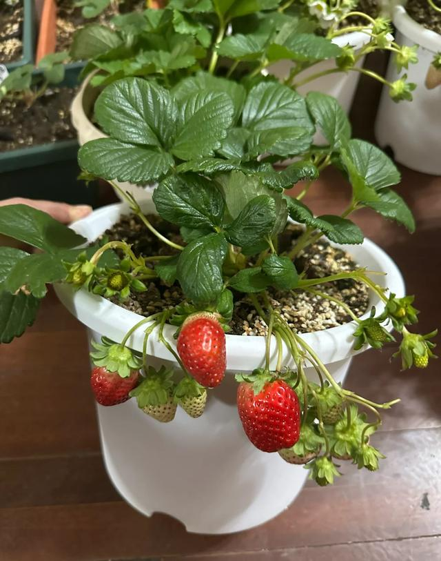 Ban công nhỏ đỏ rực dâu tây như đèn lồng Tết: Người phụ nữ 58 tuổi trồng kiểu gì mà ai cũng xin bí quyết?- Ảnh 9. Ban công nhỏ đỏ rực dâu tây như đèn lồng Tết: Người phụ nữ 58 tuổi trồng kiểu gì mà ai cũng xin bí quyết?- Ảnh 9.