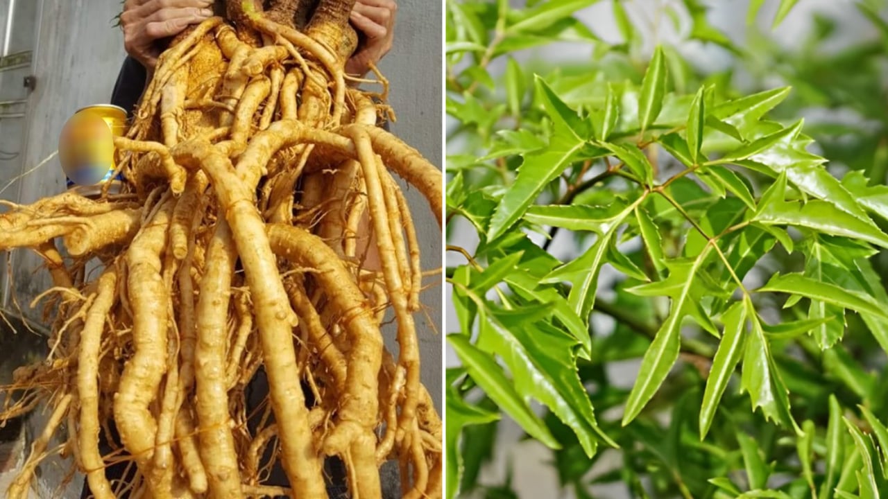 Loại cây hút tài lộc, xua đuổi khí xấu: Nhiều người trồng trong nhà mà không biết nó bổ như sâm- Ảnh 3.