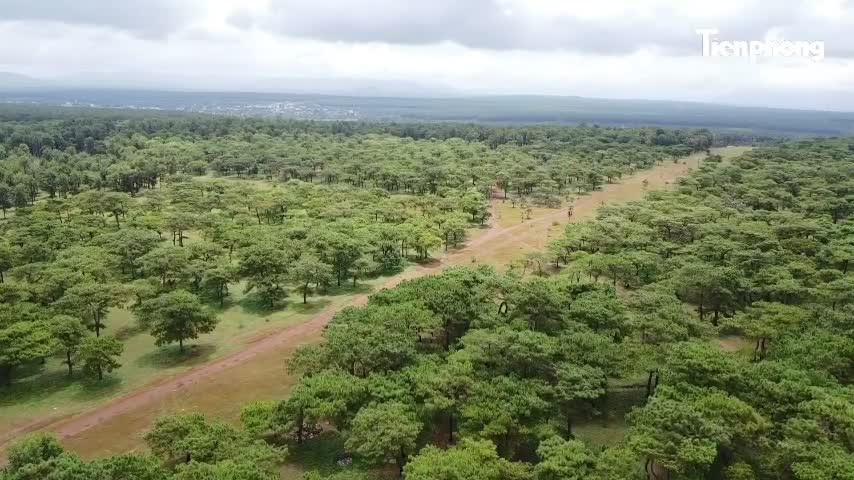 Tập đoàn FLC cần có giải pháp bảo vệ rừng thông bonsai thường xuyên bị mất trộm- Ảnh 2.