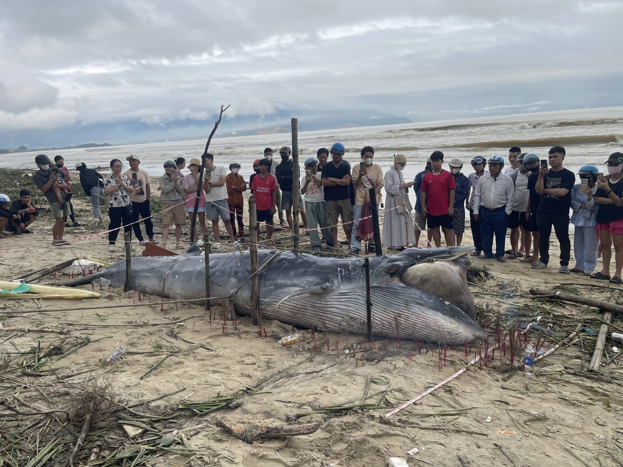 Cá ông dạt vào bờ biển là điềm tốt hay xấu? Ngư dân 40 năm đưa ra giải thích- Ảnh 5.