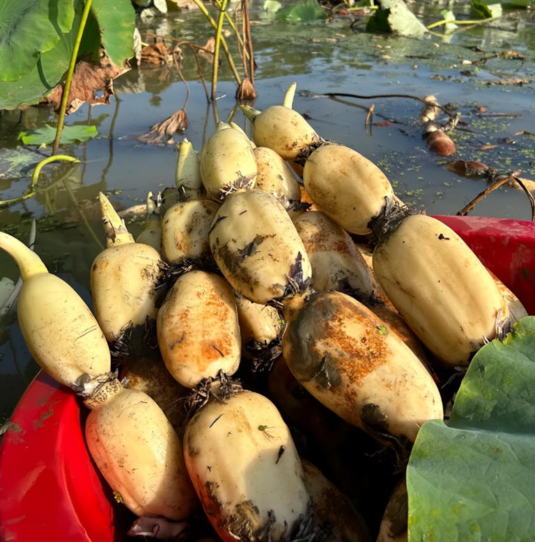 4 loại rau ở chợ thường bị “tắm thuốc” cho đẹp mắt, người bán không dám ăn, nhiều người lại thích mua- Ảnh 4. 4 loại rau ở chợ thường bị “tắm thuốc” cho đẹp mắt, người bán không dám ăn, nhiều người lại thích mua- Ảnh 4.