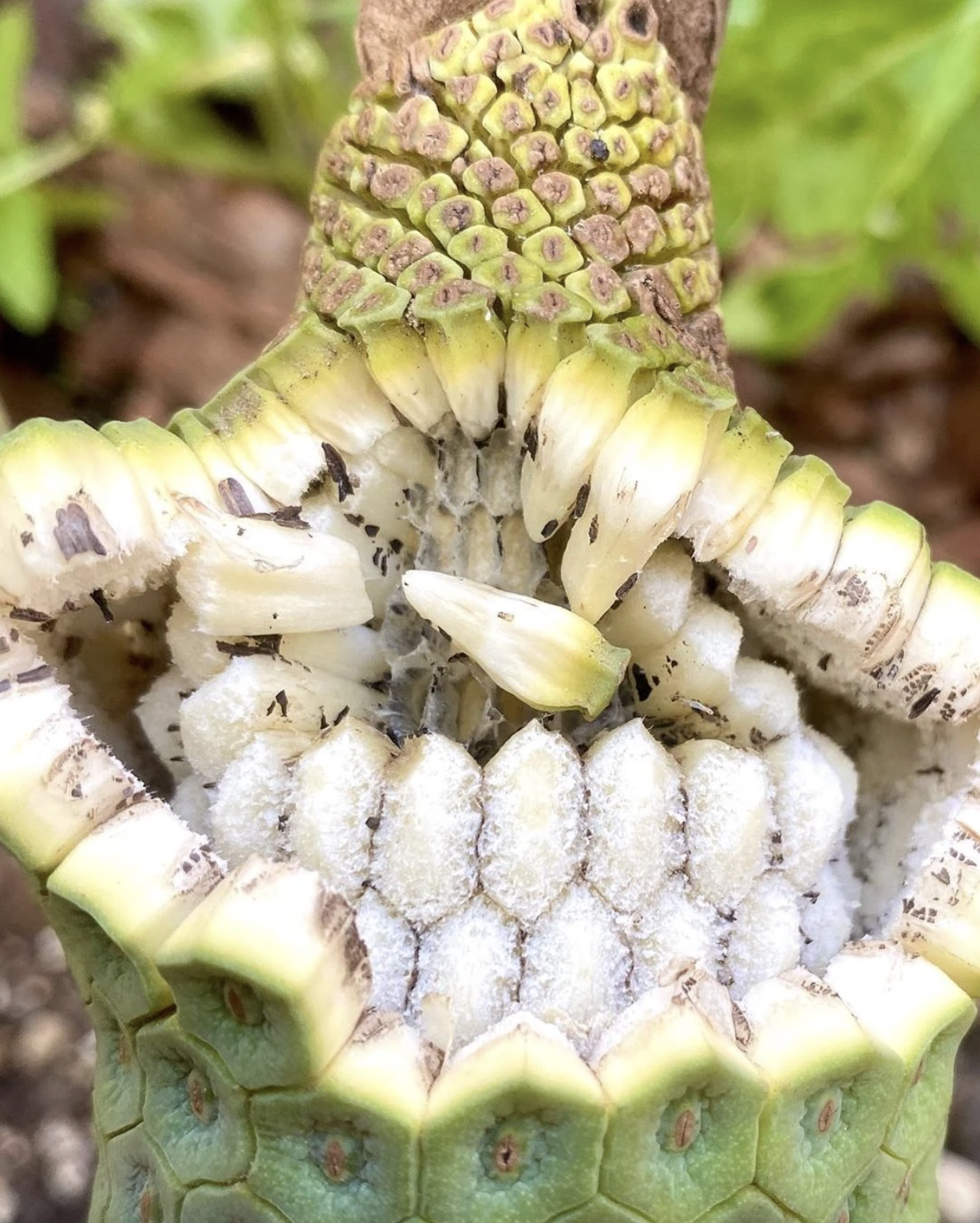 Loại quả nhìn như tổ ong, phải chờ 7 năm mới được ăn: Nhà giàu trồng làm cảnh, TikToker dùng để... mukbang- Ảnh 4. Loại quả nhìn như tổ ong, phải chờ 7 năm mới được ăn: Nhà giàu trồng làm cảnh, TikToker dùng để... mukbang- Ảnh 4.