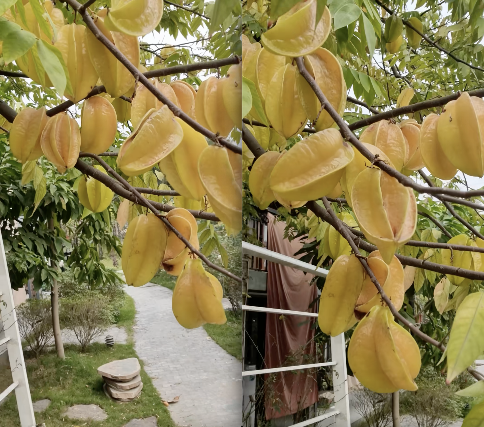 NSND Xuân Bắc "không có ý khoe khoang" nhưng dân mạng vẫn đòi "trả cục vàng" vì món này- Ảnh 2. NSND Xuân Bắc "không có ý khoe khoang" nhưng dân mạng vẫn đòi "trả cục vàng" vì món này- Ảnh 2.