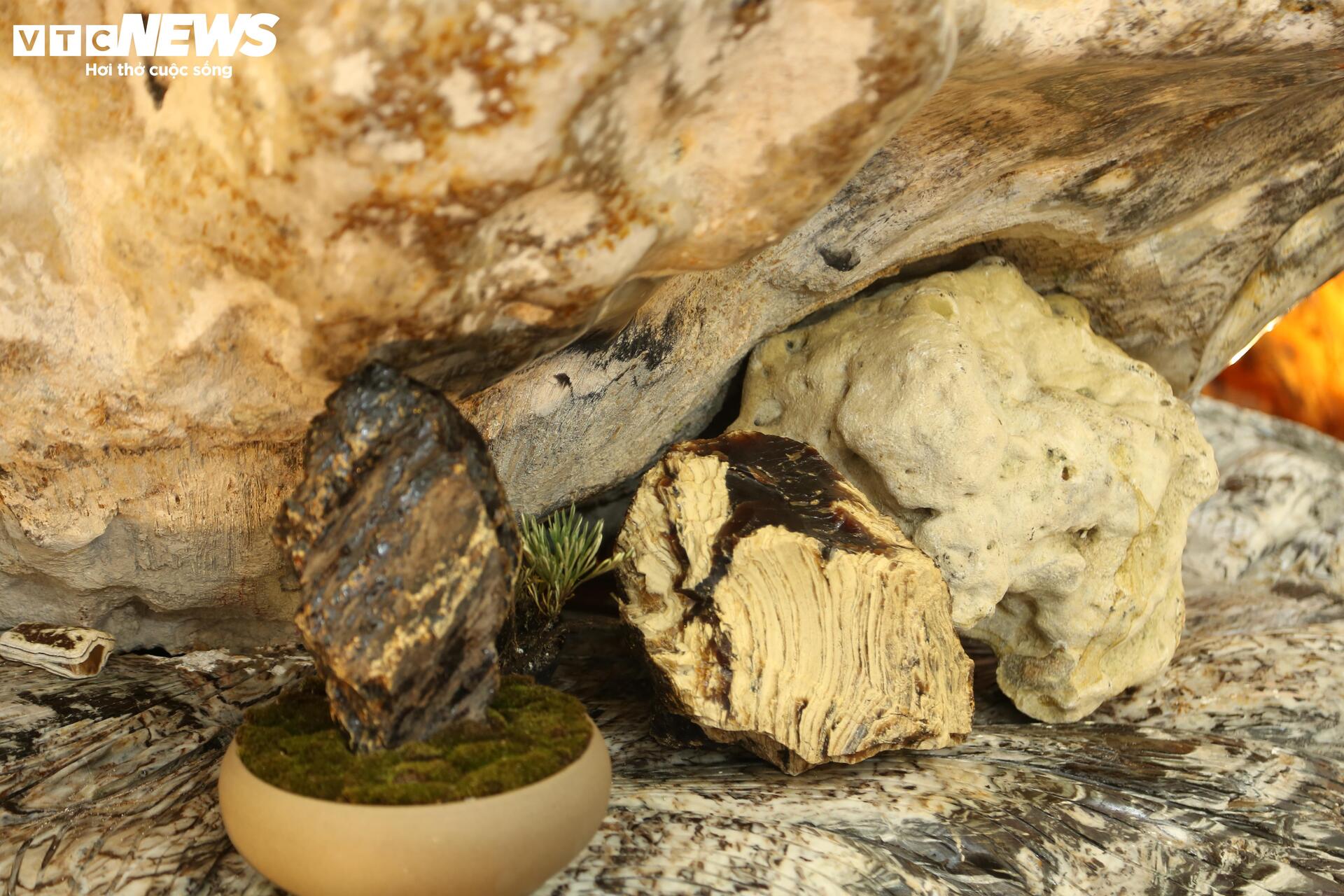 Khách tò mò ngắm san hô, gỗ hóa thạch trăm triệu tuổi, giá tiền tỷ- Ảnh 5. Khách tò mò ngắm san hô, gỗ hóa thạch trăm triệu tuổi, giá tiền tỷ- Ảnh 5.