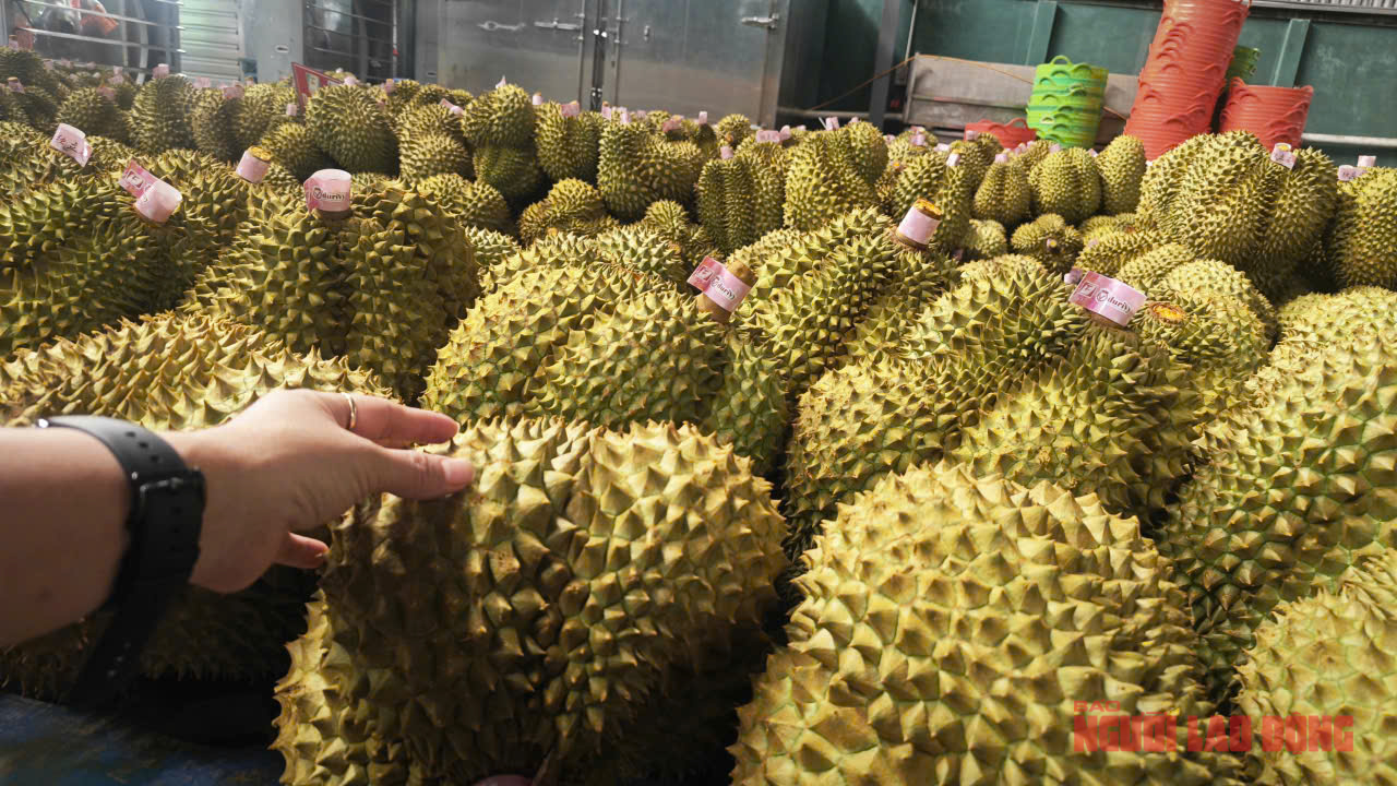 Giá sầu riêng tăng trở lại, bầu Đức tính trồng thêm 1.000 ha sầu riêng- Ảnh 1.