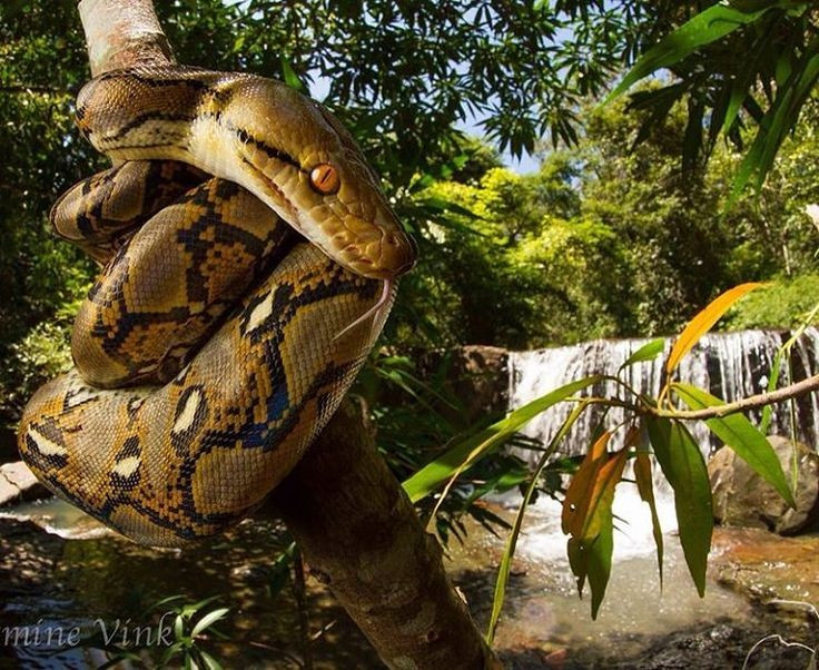 Loài rắn dài nhất thế giới, Việt Nam cũng có: Từng ghi nhận cá thể đạt gần 10 mét- Ảnh 3.