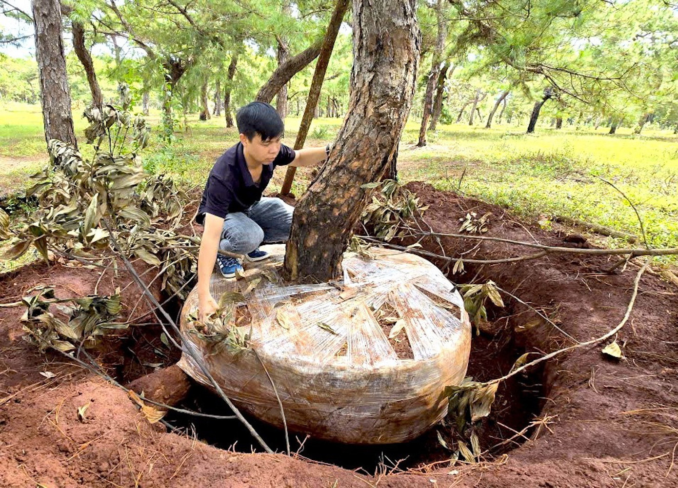 Tỉnh Gia Lai yêu cầu cần có giải pháp bảo vệ rừng thông bonsai thường xuyên bị mất trộm- Ảnh 1.