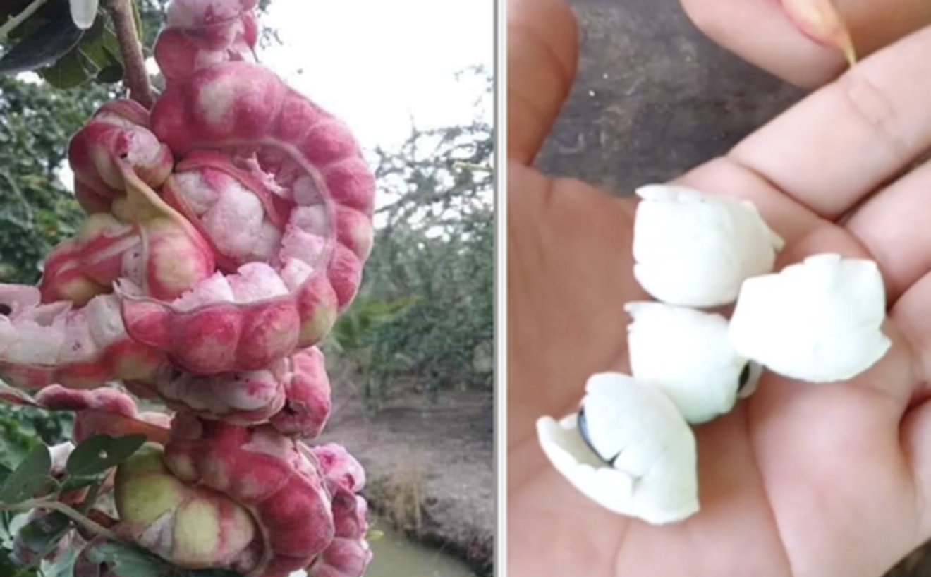 Loại quả được trả trăm ngàn 1kg nhưng chủ vườn nhất quyết không bán, người miền Tây nhìn là biết ngay- Ảnh 1. Loại quả được trả trăm ngàn 1kg nhưng chủ vườn nhất quyết không bán, người miền Tây nhìn là biết ngay- Ảnh 1.