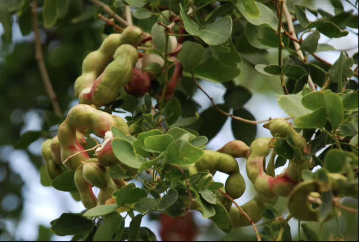 Loại quả được trả trăm ngàn 1kg nhưng chủ vườn nhất quyết không bán, người miền Tây nhìn là biết ngay- Ảnh 3. Loại quả được trả trăm ngàn 1kg nhưng chủ vườn nhất quyết không bán, người miền Tây nhìn là biết ngay- Ảnh 3.
