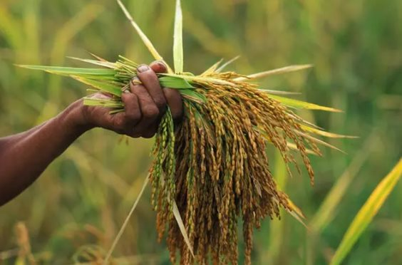 Buồn của quốc gia là vựa lúa lớn thứ 4 thế giới: Xuất khẩu gạo giảm gần 1 nửa trong 1 quý, đối thủ Ấn Độ gây áp lực với thuế suất 0%- Ảnh 1. Buồn của quốc gia là vựa lúa lớn thứ 4 thế giới: Xuất khẩu gạo giảm gần 1 nửa trong 1 quý, đối thủ Ấn Độ gây áp lực với thuế suất 0%- Ảnh 1.