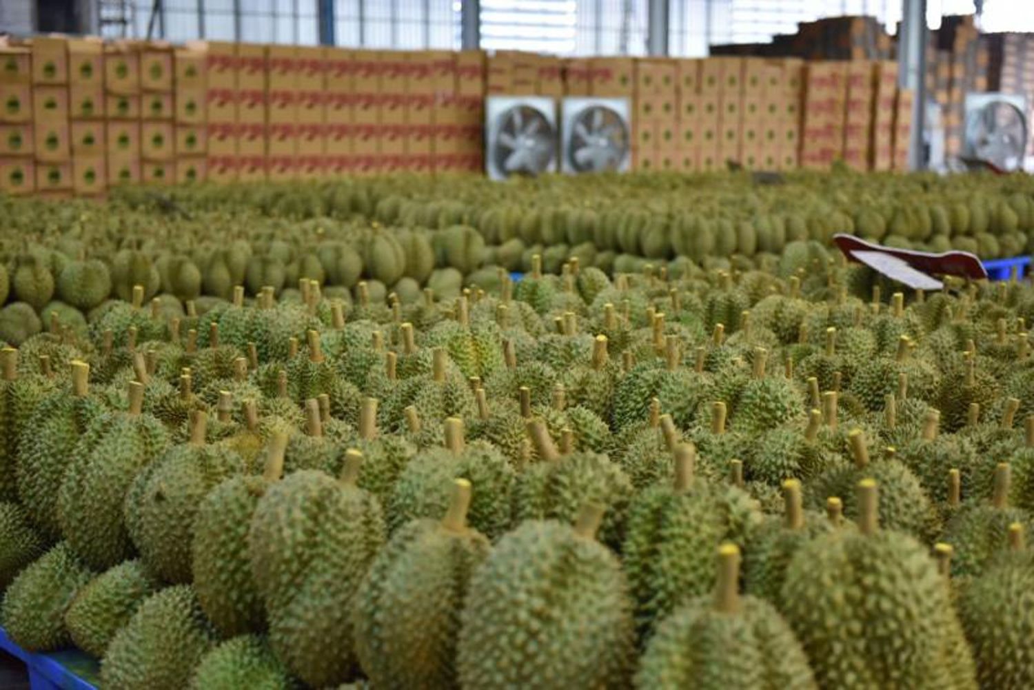 Đối thủ sầu riêng của Việt Nam, Thái Lan tăng tốc tại thị trường châu Âu, Mỹ: xuất khẩu gấp 3 lần, Trung Quốc vẫn là 'mỏ vàng' lớn nhất- Ảnh 1. Đối thủ sầu riêng của Việt Nam, Thái Lan tăng tốc tại thị trường châu Âu, Mỹ: xuất khẩu gấp 3 lần, Trung Quốc vẫn là 'mỏ vàng' lớn nhất- Ảnh 1.