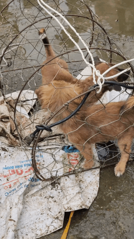 Nông sản độc lạ ở chợ phiên vùng cao: Không chỉ có măng khô, cua đá, đuông cọ... mà còn có cả "vàng đen" Tây Bắc- Ảnh 17.