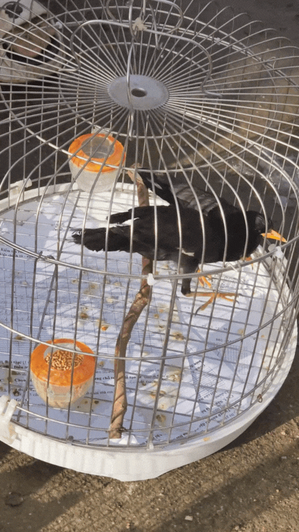 Nông sản độc lạ ở chợ phiên vùng cao: Không chỉ có măng khô, cua đá, đuông cọ... mà còn có cả "vàng đen" Tây Bắc- Ảnh 16.