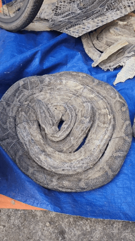 Nông sản độc lạ ở chợ phiên vùng cao: Không chỉ có măng khô, cua đá, đuông cọ... mà còn có cả "vàng đen" Tây Bắc- Ảnh 15.