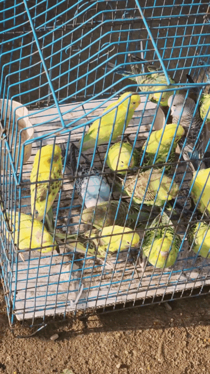 Nông sản độc lạ ở chợ phiên vùng cao: Không chỉ có măng khô, cua đá, đuông cọ... mà còn có cả "vàng đen" Tây Bắc- Ảnh 14.