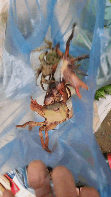 Nông sản độc lạ ở chợ phiên vùng cao: Không chỉ có măng khô, cua đá, đuông cọ... mà còn có cả "vàng đen" Tây Bắc- Ảnh 8.