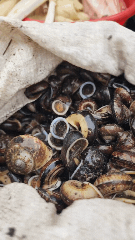 Nông sản độc lạ ở chợ phiên vùng cao: Không chỉ có măng khô, cua đá, đuông cọ... mà còn có cả "vàng đen" Tây Bắc- Ảnh 7.