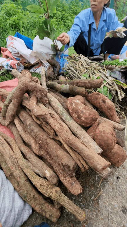 Nông sản độc lạ ở chợ phiên vùng cao: Không chỉ có măng khô, cua đá, đuông cọ... mà còn có cả "vàng đen" Tây Bắc- Ảnh 6.