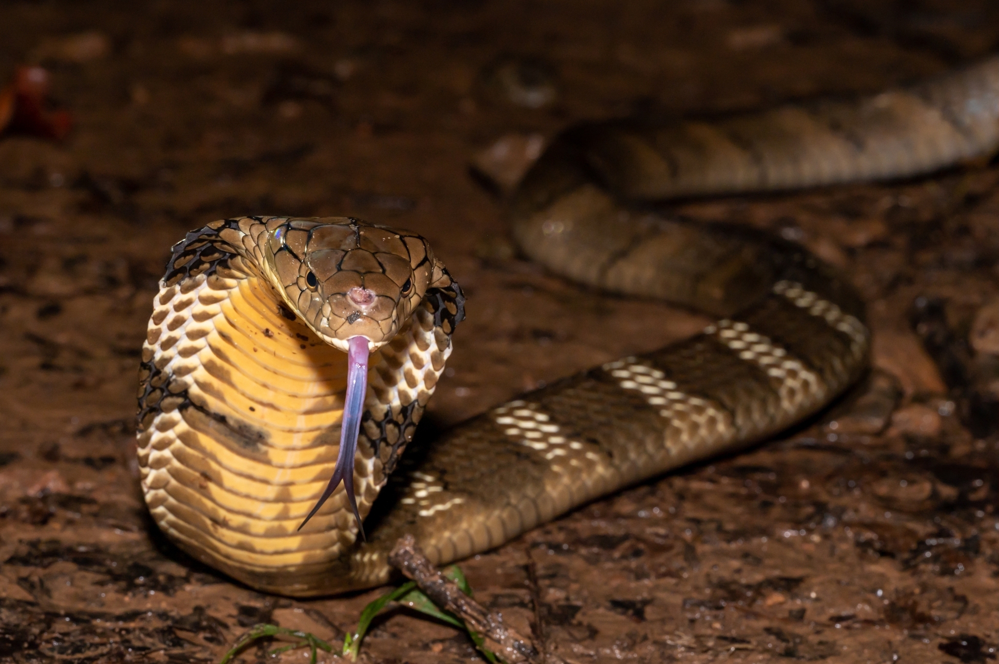 Loài rắn độc dài nhất thế giới, Việt Nam cũng có: Một cú tấn công đủ giết 20 người- Ảnh 4. Loài rắn độc dài nhất thế giới, Việt Nam cũng có: Một cú tấn công đủ giết 20 người- Ảnh 4.
