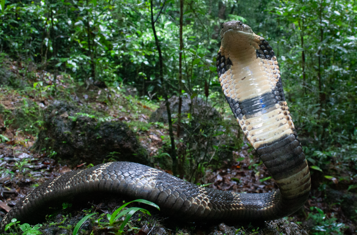 Loài rắn độc dài nhất thế giới, Việt Nam cũng có: Một cú tấn công đủ giết 20 người- Ảnh 6. Loài rắn độc dài nhất thế giới, Việt Nam cũng có: Một cú tấn công đủ giết 20 người- Ảnh 6.