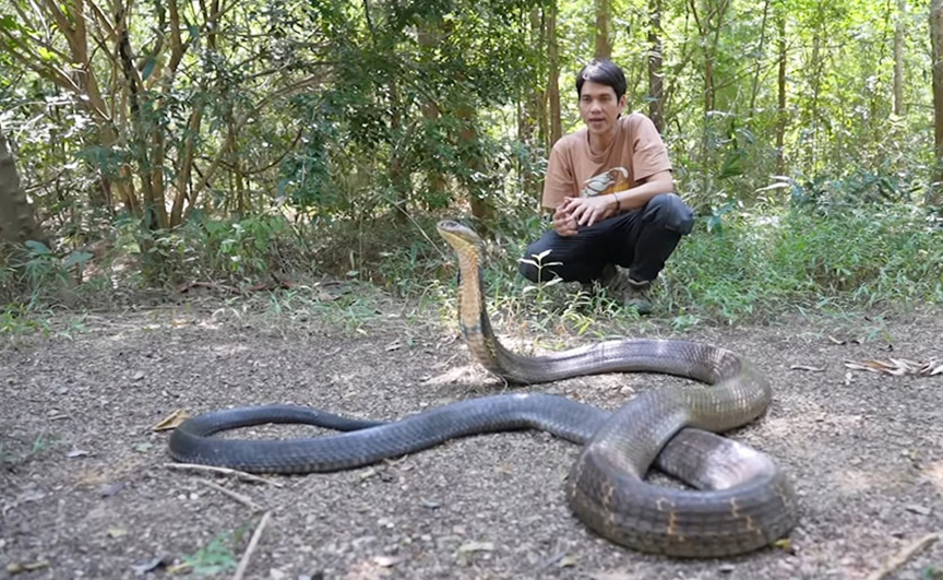 Loài rắn độc dài nhất thế giới, Việt Nam cũng có: Một cú tấn công đủ giết 20 người- Ảnh 2. Loài rắn độc dài nhất thế giới, Việt Nam cũng có: Một cú tấn công đủ giết 20 người- Ảnh 2.