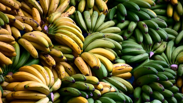 Chuối chín và chuối chưa chín: Loại chuối nào có tác dụng giảm cân nhanh hơn?- Ảnh 2.