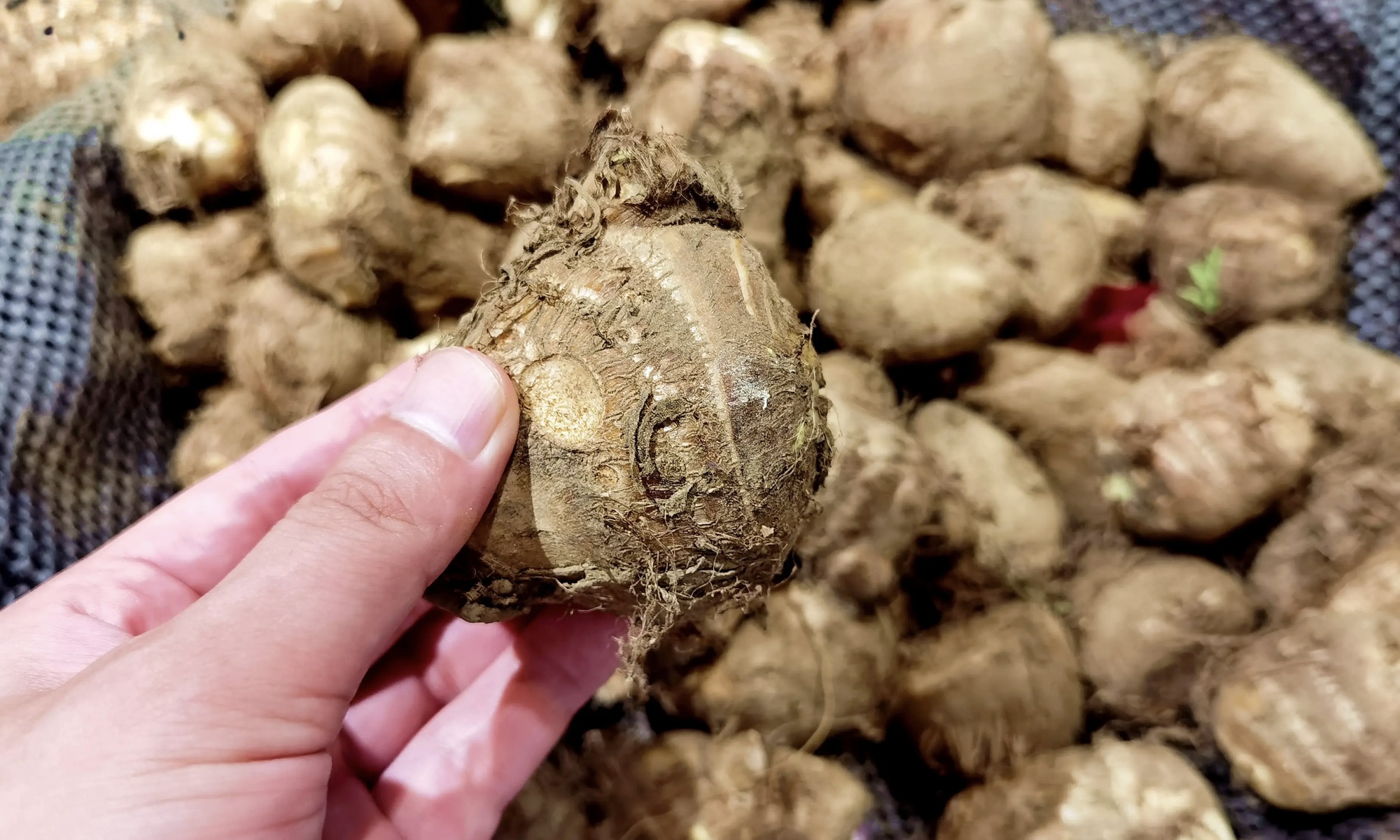 Thật đáng tiếc nếu bạn bỏ qua 4 "báu vật" của mùa thu: Tháng 10 này hãy luân phiên nấu món ăn vừa ngon lại có nhiều lợi ích- Ảnh 24.